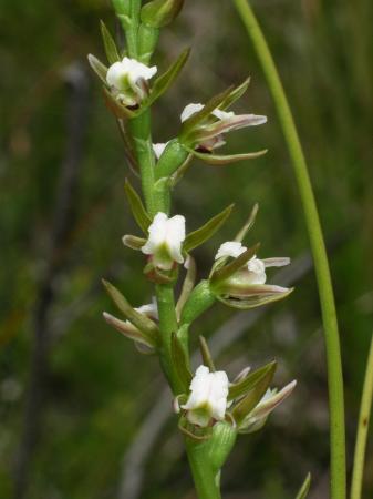 Prasophyllum sp aff odoratum A - Scented Leek Orchid.jpg
